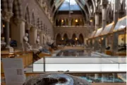 oxford-muzeum-historii-naturalnej-09