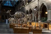 oxford-muzeum-historii-naturalnej-10