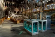 oxford-muzeum-historii-naturalnej-15