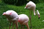 zoo-liberec-czechy-ogrod-zoologiczny-flamingi