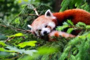 zoo-liberec-czechy-ogrod-zoologiczny-panda