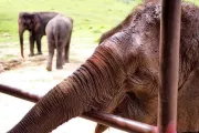 tajlandia-kanchanaburi-elephantsworld-slonie-04