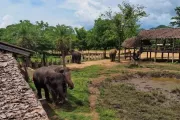 tajlandia-kanchanaburi-elephantsworld-slonie-10
