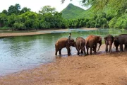 tajlandia-kanchanaburi-elephantsworld-slonie-13