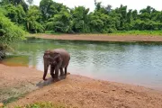 tajlandia-kanchanaburi-elephantsworld-slonie-15
