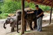 tajlandia-kanchanaburi-elephantsworld-slonie-18