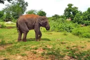 tajlandia-kanchanaburi-elephantsworld-slonie-19