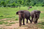 tajlandia-kanchanaburi-elephantsworld-slonie-20