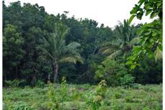 Filipiny - Mindoro i plemie Mangyan