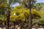hiszpania-alicante-park-el-palmeral-16