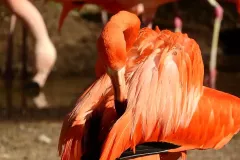 Hiszpania - Costa Blanca - Rio Safari Elche 