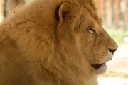rio-safari-elche-african-lion-animal