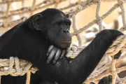 rio-safari-elche-chimpanzee-monkey-animal