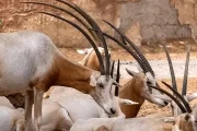 rio-safari-elche-indian-antelope-animal