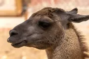 rio-safari-elche-llama-animal