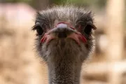 rio-safari-elche-ostrich-bird-animal