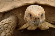 rio-safari-elche-turtle-animal