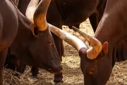 rio-safari-elche-watusi-cattle-cow-animal