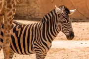rio-safari-elche-zebra-animal