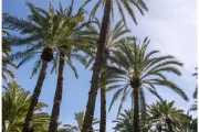 gaj-palmowy-elche-elx-alicante-13