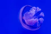 hiszpania-walencja-oceanarium-03