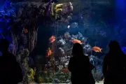 hiszpania-walencja-oceanarium-04