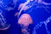 hiszpania-walencja-oceanarium-22