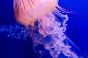 hiszpania-walencja-oceanarium-23
