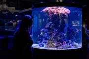 hiszpania-walencja-oceanarium-25