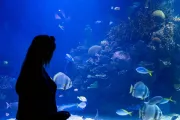 hiszpania-walencja-oceanarium-26