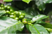 bali-indonezja-kawa-kopi-luwak-07