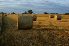 Polska - Od ziarenka do bochenka