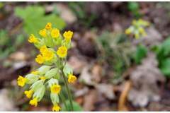 Polska - Park Narodowy Bory Tucholskie