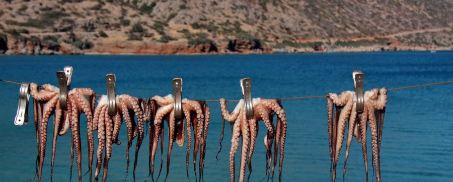Ośmiornice suszące się na sznurku na wyspie Kreta w Grecji.