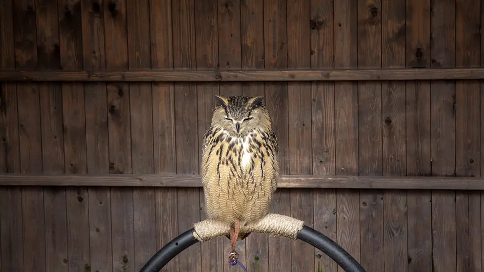 Warwick Castle w Anglii i sowa z zamkowej ptaszarni.