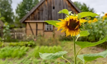 Wdzydze Kiszewskie skansen i Kaszubski Park Etnograficzny