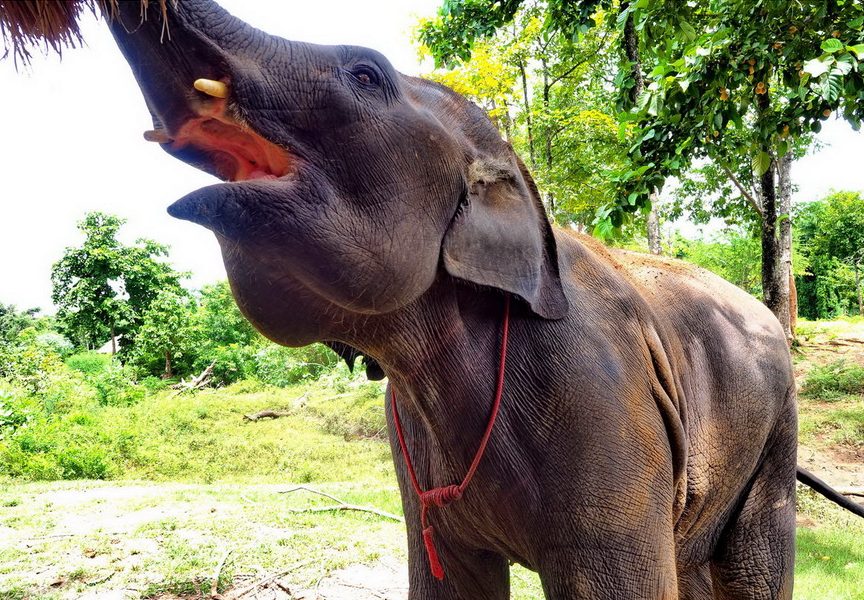 Tajlandia i ElephantsWorld Świat słoni w Kanchanaburi