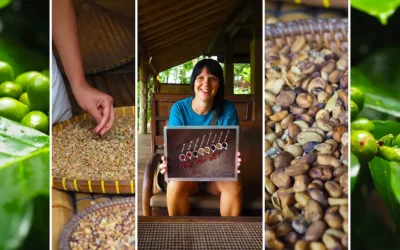 Kopi Luwak z Indonezji najdroższa kawa na świecie informacje i ciekawostki