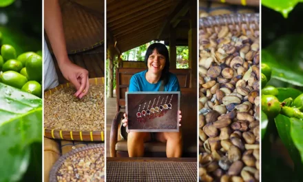 Kopi Luwak z Indonezji najdroższa kawa na świecie informacje i ciekawostki