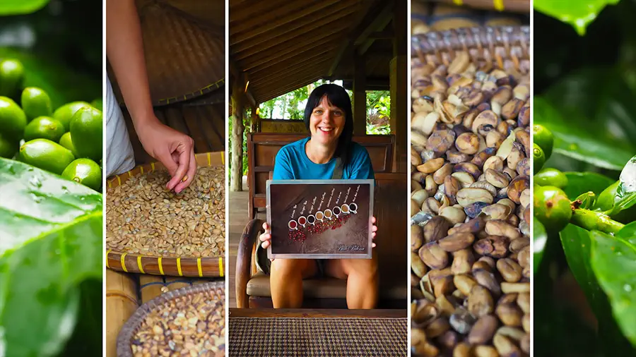 Kopi Luwak z Indonezji najdroższa kawa na świecie informacje i ciekawostki
