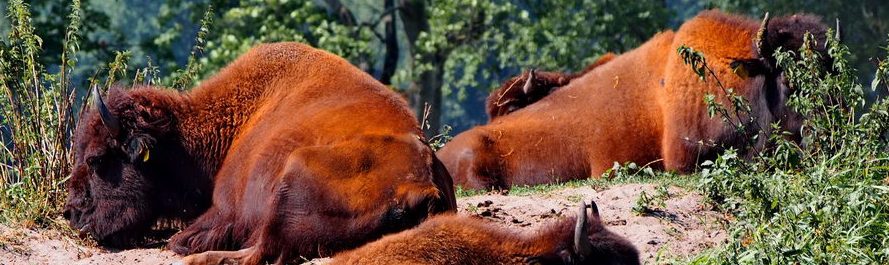 Pałac w Kurozwękach – czyli wyprawa z bizonami w tle, bizony leżą na trawie