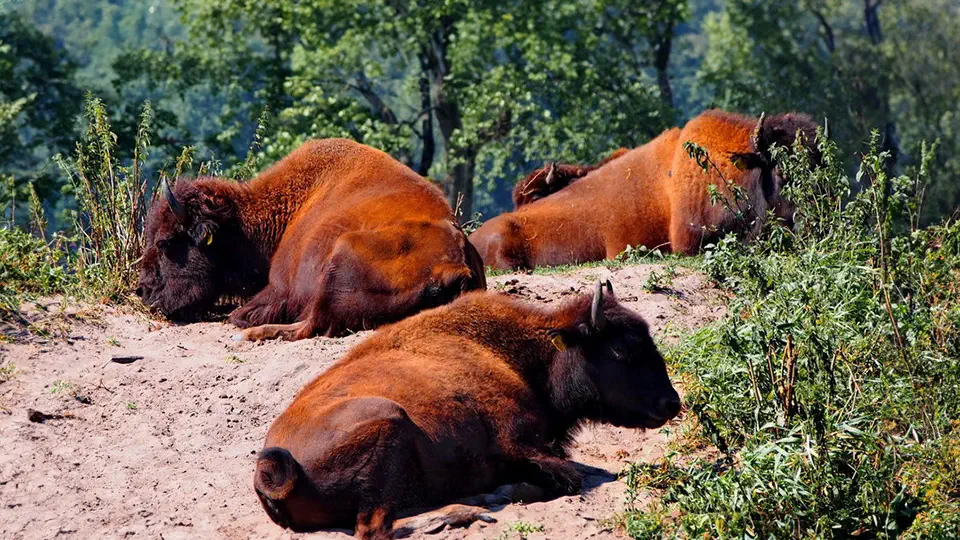 Bizony z pałacu w Kurozwękach