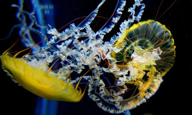 Oceanarium w Singapurze Aquarium Marine Life Park