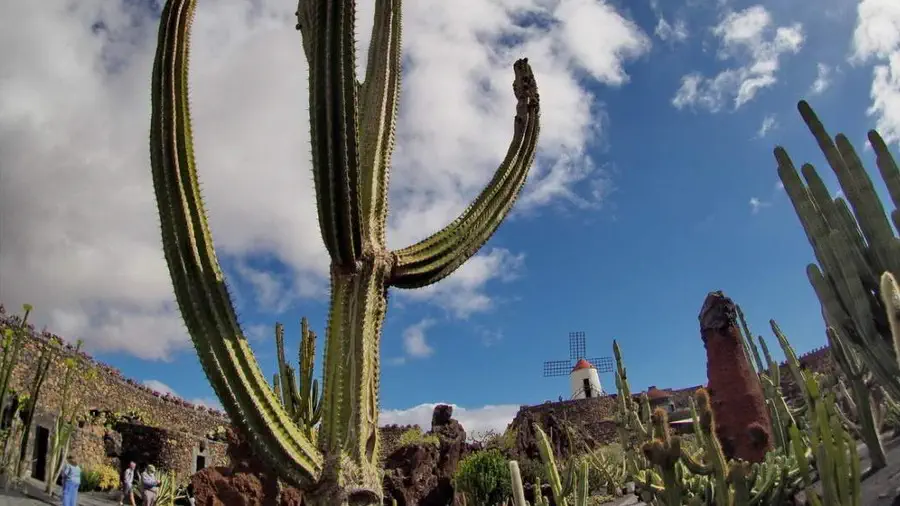 Kaktusy na Lanzarote
