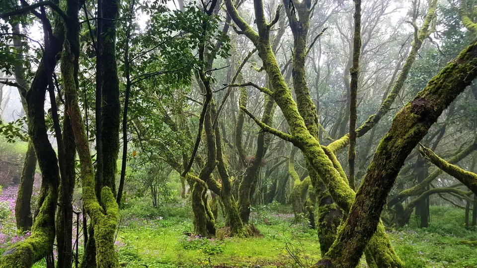 Las Garajonay na Karaibach. Wyspa La Gamora - Hiszpania