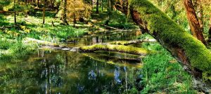 Rzeka Brda w Borach Tucholskich