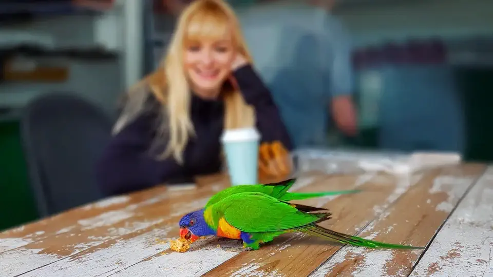 Kolorowa papuga z Melbourne w Australii