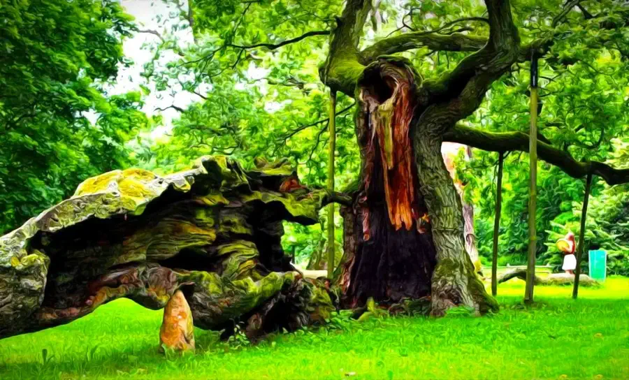 Słynne dęby z Rogalina