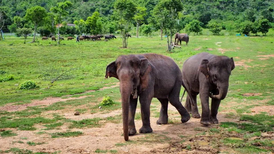 Słonie z ElephantWorld w Kanchanaburi w Tajlandii 