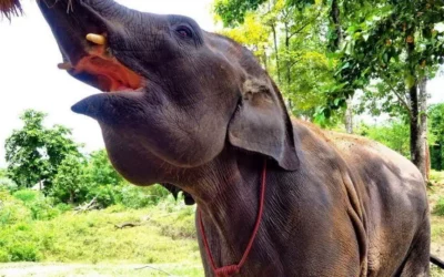 Tajlandia i ElephantsWorld Świat słoni w Kanchanaburi